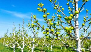 Obstbäume vor Schädlingen schützen: Warum dieser Anstrich im März unverzichtbar ist